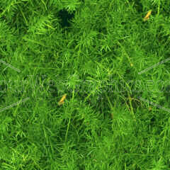photo - seaweed-jpg